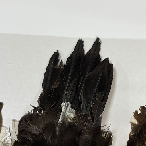 ����ʥ롡���åɥڥå���������ץ꡼�ȥ�����2