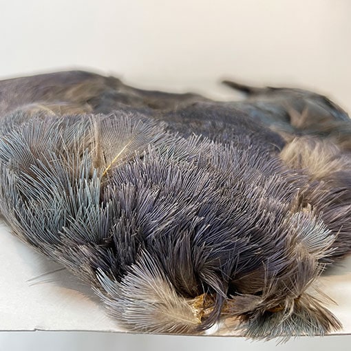 フライマテリアル パープルスワンヘン　 コンプリート パープルスワンヘン・コンプリート No.1