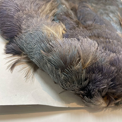 CANAL社 パープルスワンヘン