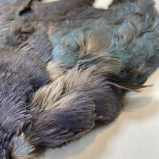 CANAL社 パープルスワンヘン