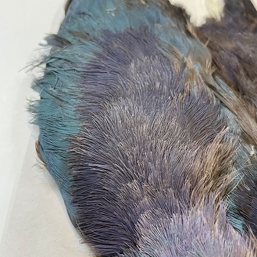 CANAL社 パープルスワンヘン