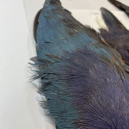 CANAL社 パープルスワンヘン