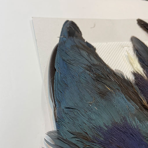 CANAL社 パープルスワンヘン