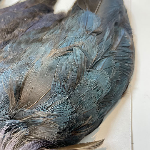 フライマテリアル パープルスワンヘン　 コンプリート パープルスワンヘン・コンプリート No.1