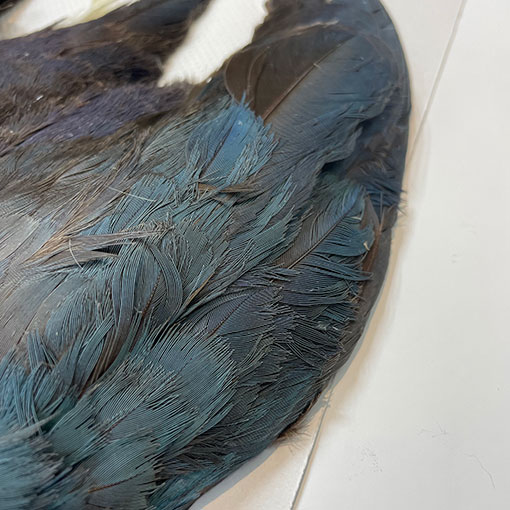 フライマテリアル パープルスワンヘン　 コンプリート パープルスワンヘン・コンプリート No.1