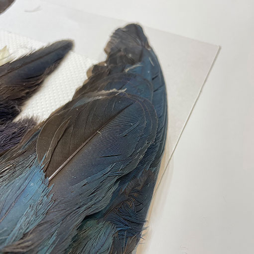 フライマテリアル パープルスワンヘン　 コンプリート パープルスワンヘン・コンプリート No.1