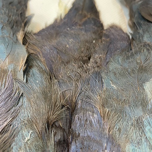 フライマテリアル パープルスワンヘン　 コンプリート CANAL社 パープルスワンヘン