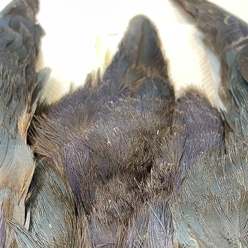 CANAL社 パープルスワンヘン