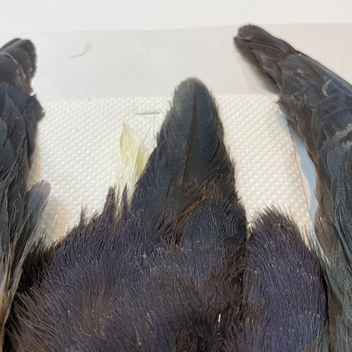 フライマテリアル パープルスワンヘン　 コンプリート パープルスワンヘン・コンプリート No.2