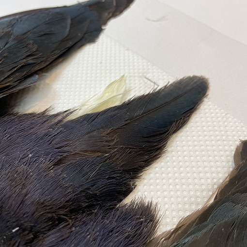 フライマテリアル パープルスワンヘン　 コンプリート パープルスワンヘン・コンプリート No.1