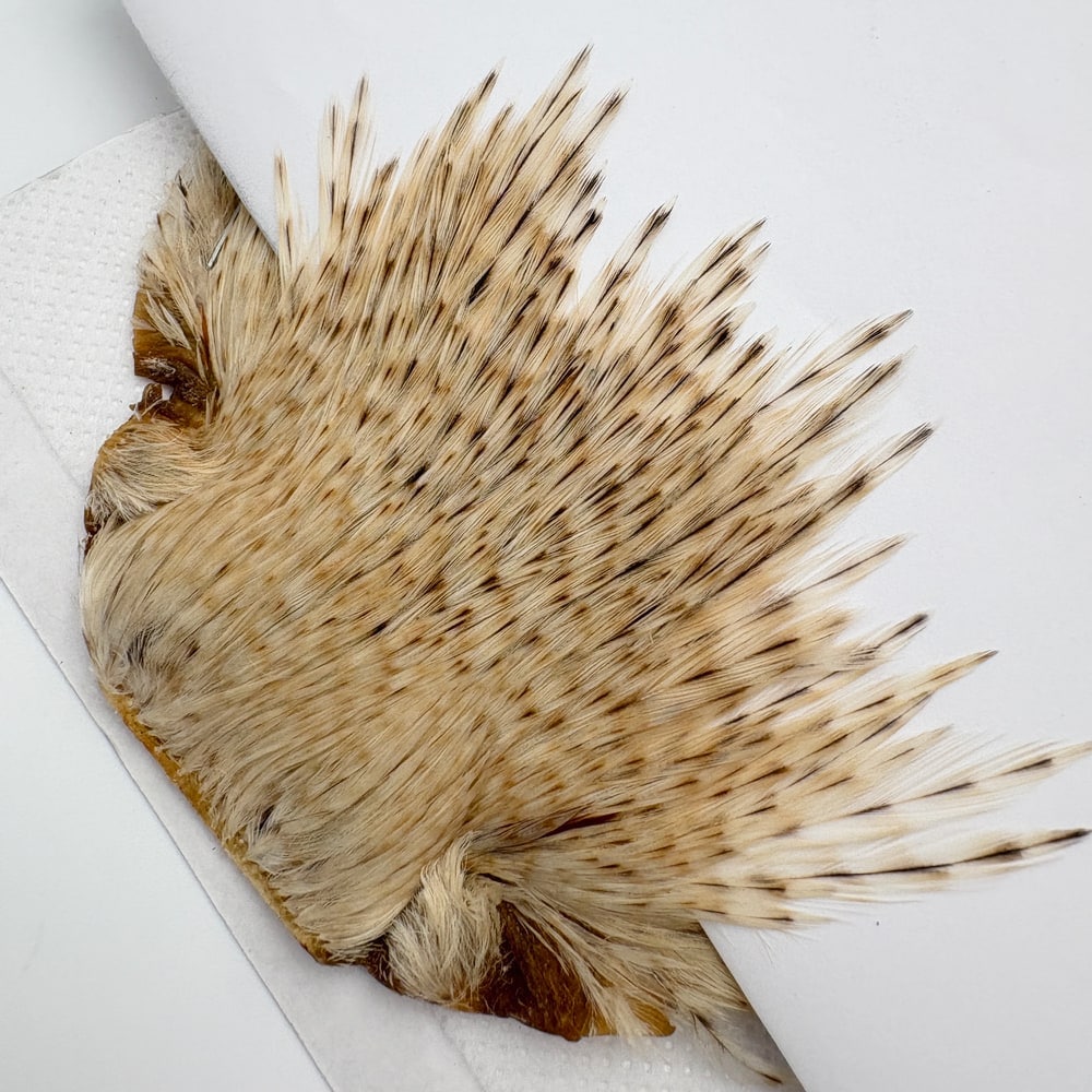 CANAL�ҡ�����ǥ����� ���ԥʡ�������(SA���졼�ɡ�