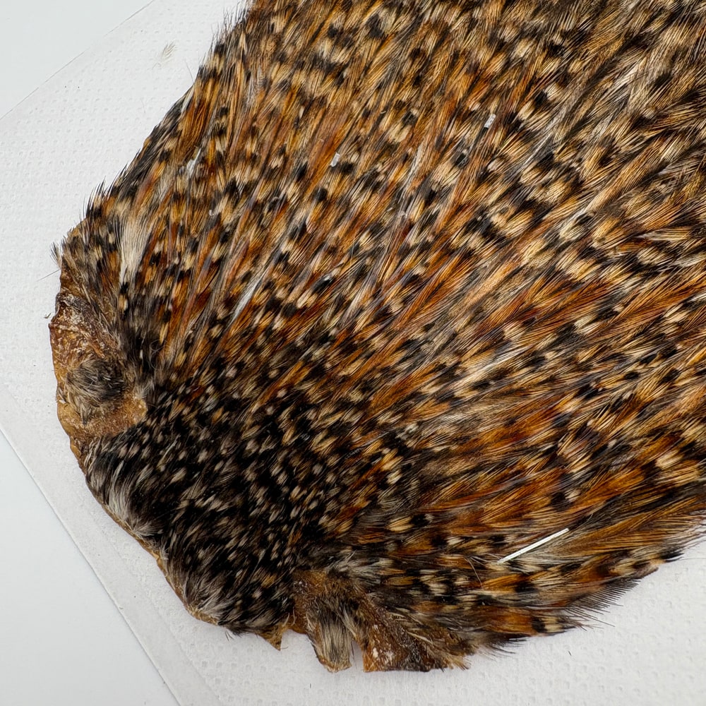 CANAL�ҡ�����ǥ����� ���ԥʡ�������(SA���졼�ɡ�