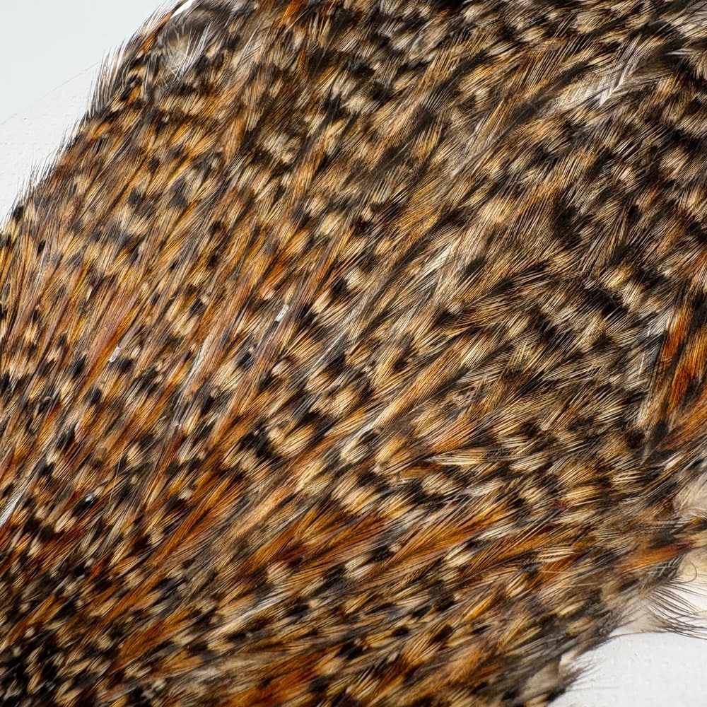 CANAL�ҡ�����ǥ����� ���ԥʡ�������(SA���졼�ɡ�