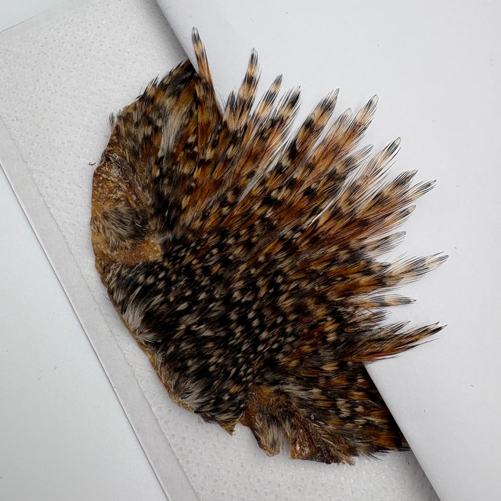 CANAL�ҡ�����ǥ����� ���ԥʡ�������(SA���졼�ɡ�