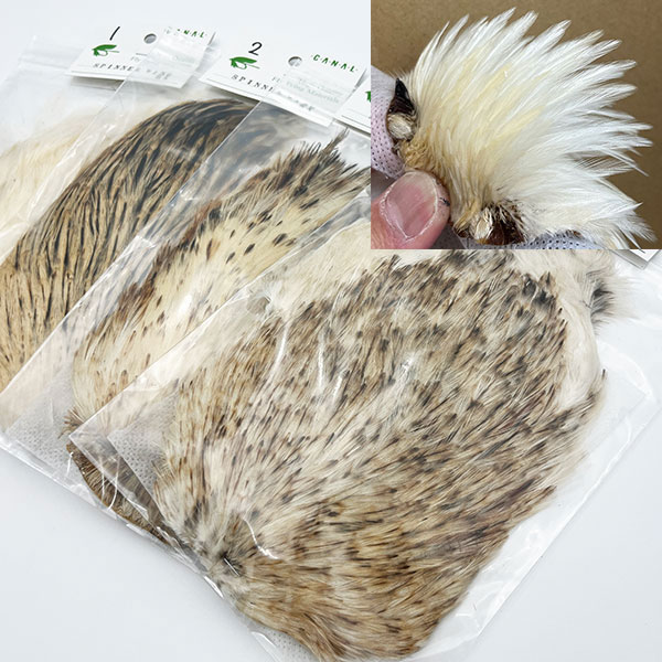 CANAL�ҡ�����ǥ����� ���ԥʡ�������(SA���졼�ɡ�