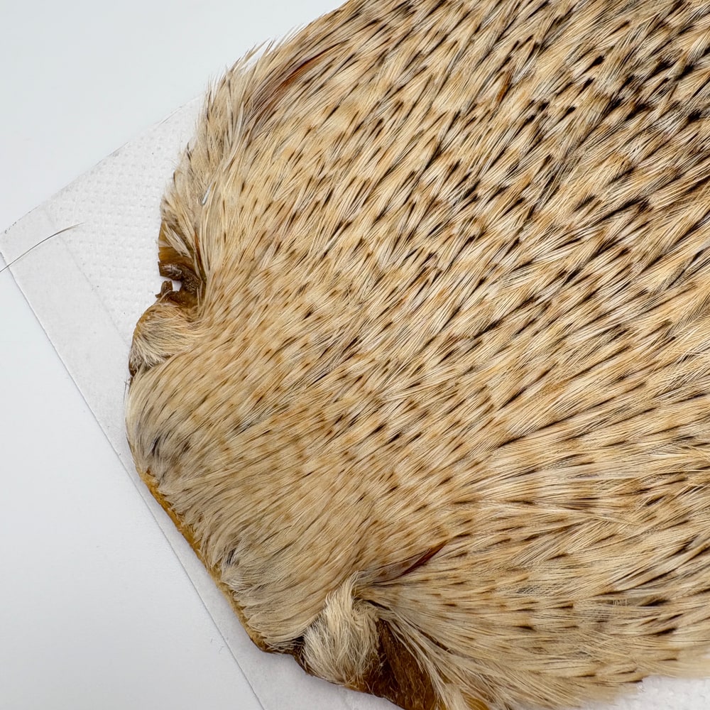 CANAL�ҡ�����ǥ����� ���ԥʡ�������(SA���졼�ɡ�