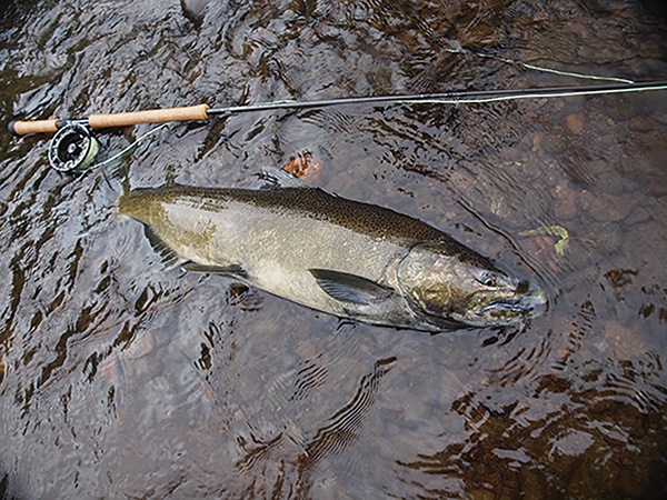 フライロッド K・Bullet SD #5 11'6\" SD#5 (11ft 6inch)