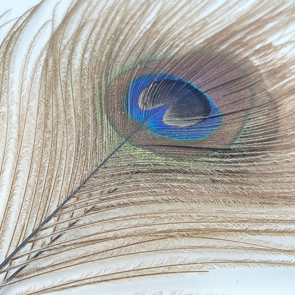 CANAL社 ピーコックアイ・ブリーチド（2本入り） 【CN37 01】