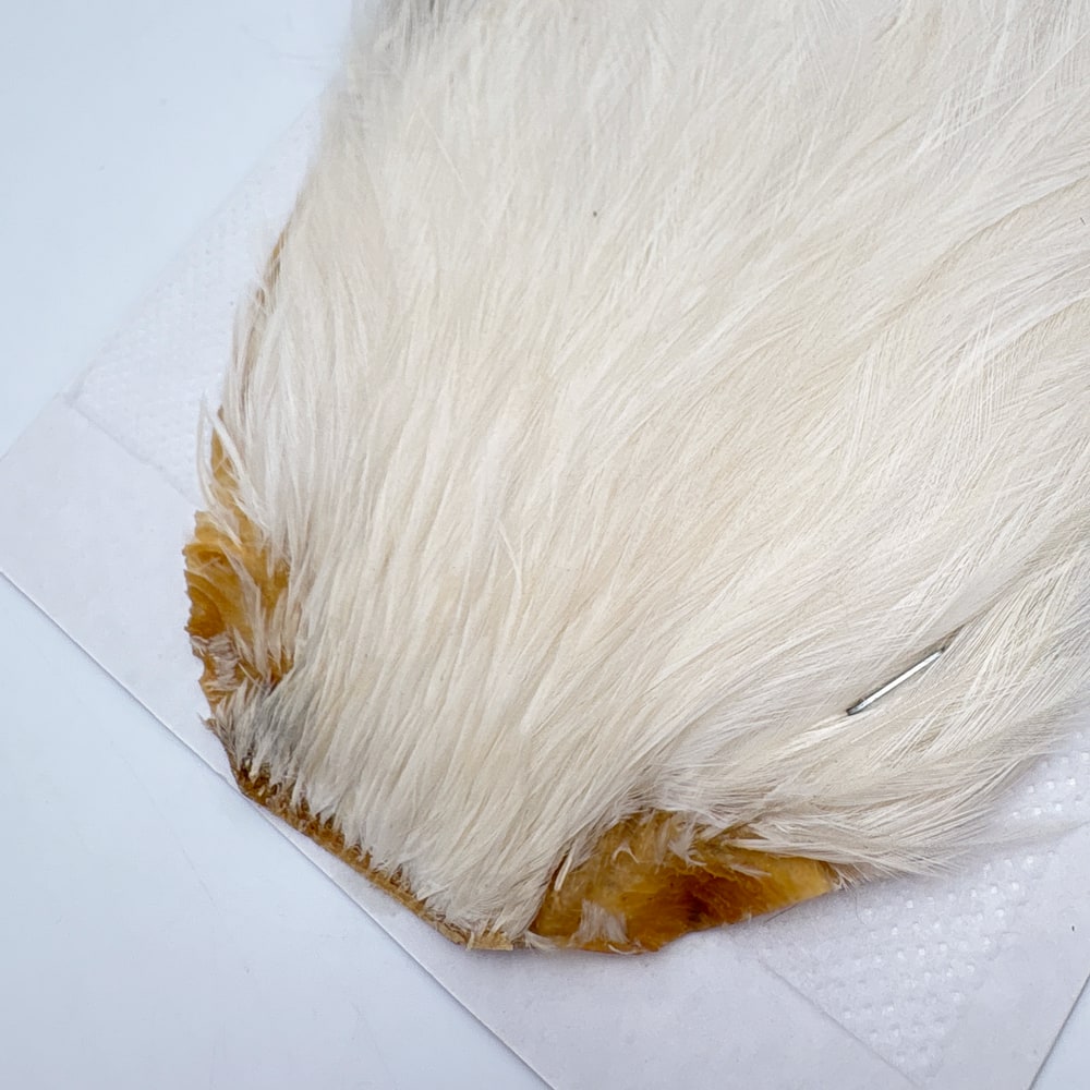 CANAL�ҡ����ԥʡ������� ���꡼�ࡡSA No.1