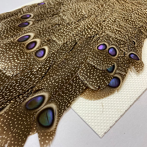 CANAL社 グレーピーコックフェザント コンプリートスキン