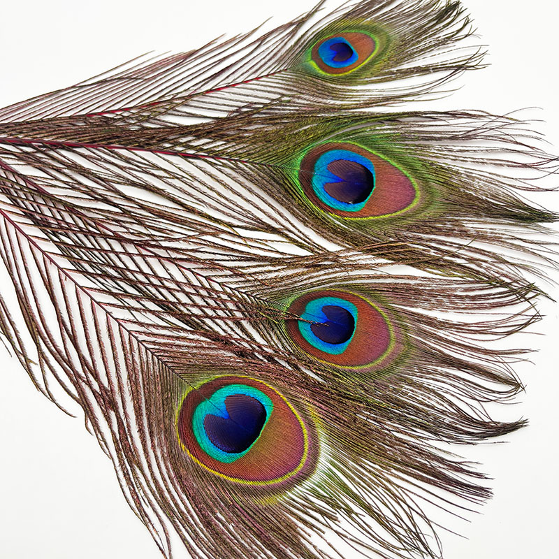 ピーコックアイ レッド（4本入り）【KCPK 002】