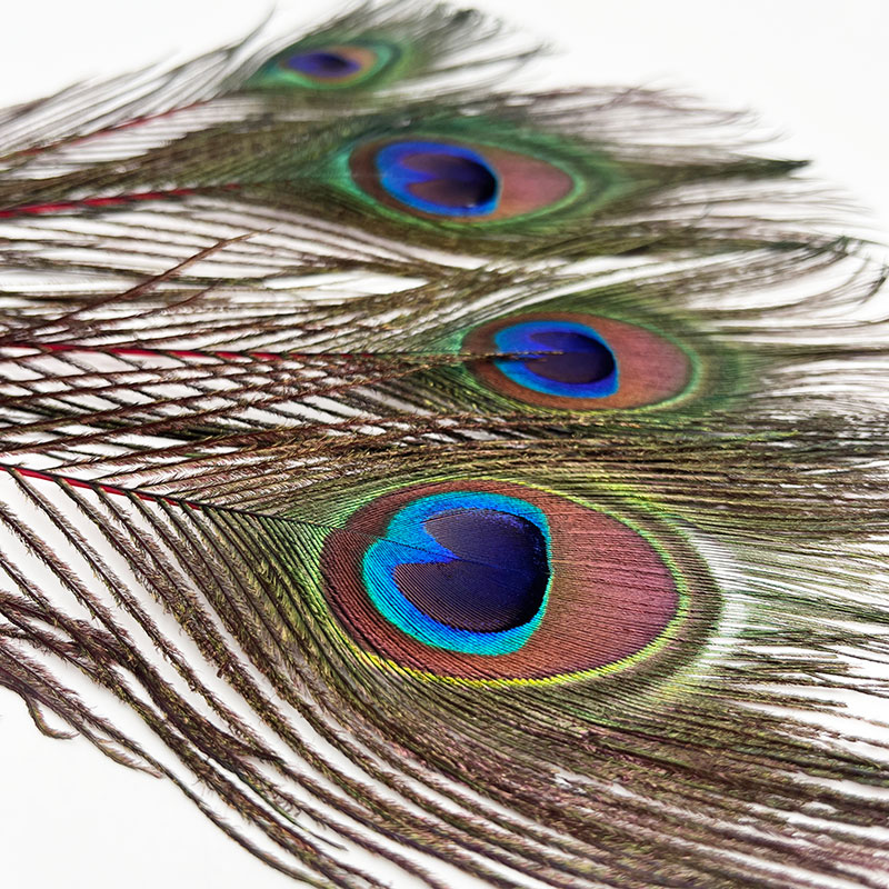 ピーコックアイ レッド（4本入り）【KCPK 002】