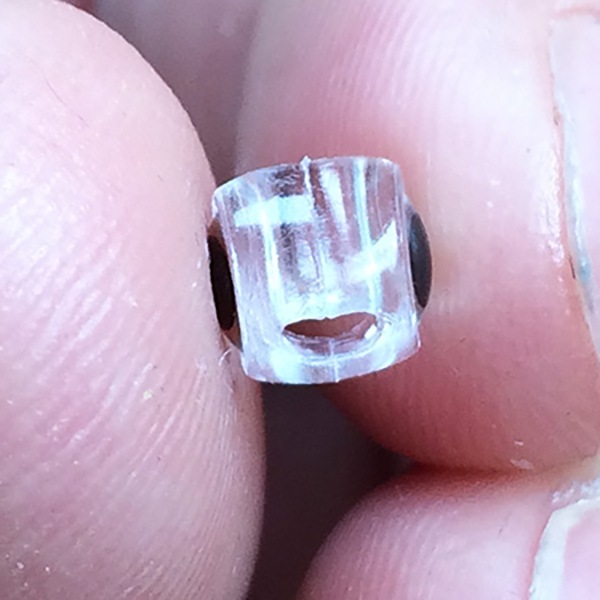 激安！フィッシュヘッド(10個入り）