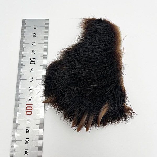 ブラックベアーホック（ツキノワグマ） 後足No.4