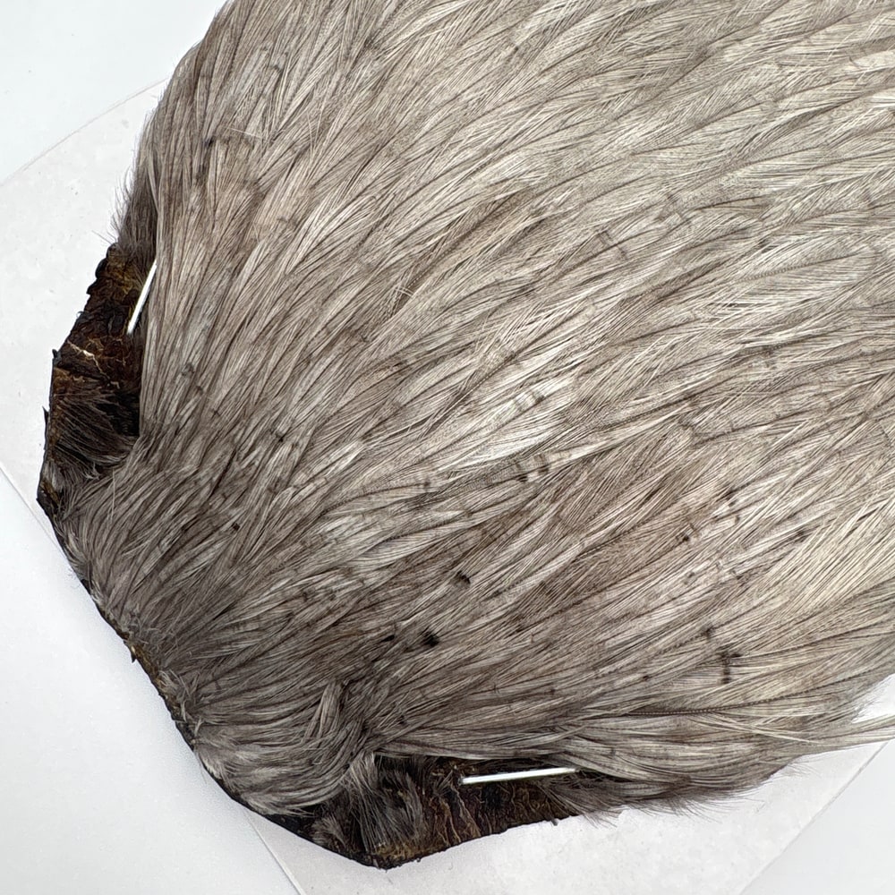 CANAL�ҡ����ԥʡ������� �֥롼����SA ��