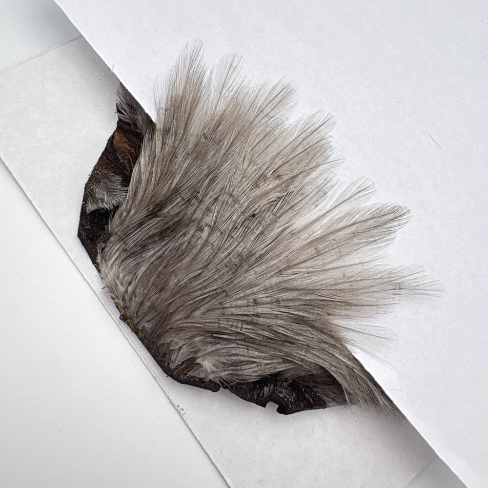 CANAL�ҡ����ԥʡ������� �֥롼����SA ��