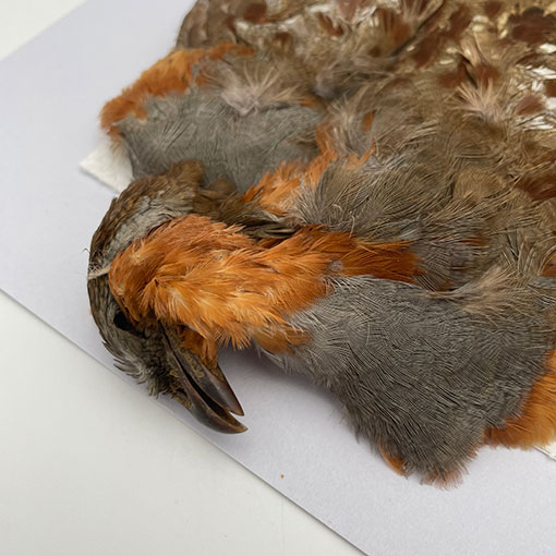 CANALҡХ֡ѡȥåץ꡼ȥ 3