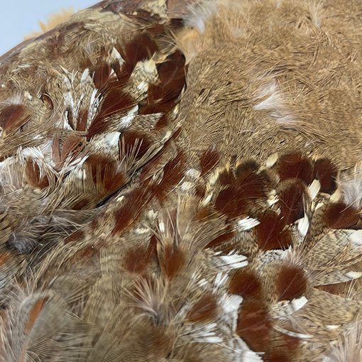 CANALҡХ֡ѡȥåץ꡼ȥ 3