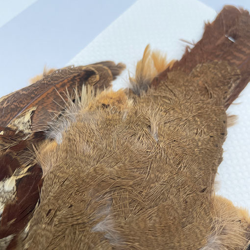 CANALҡХ֡ѡȥåץ꡼ȥ 3