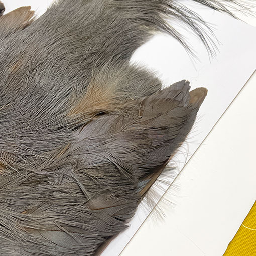 ����ʥ�ҡ��֥롼���䡼�ե�����ȥ���ץ꡼�ȥ�����