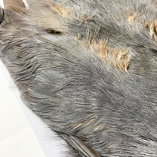 ����ʥ�ҡ��֥롼���䡼�ե�����ȥ���ץ꡼�ȥ�����