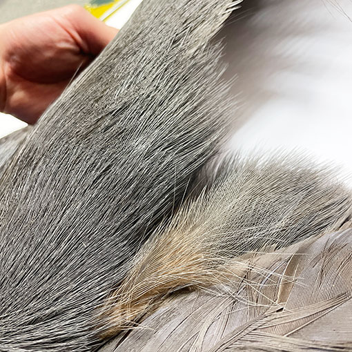 ����ʥ�ҡ��֥롼���䡼�ե�����ȥ���ץ꡼�ȥ�����