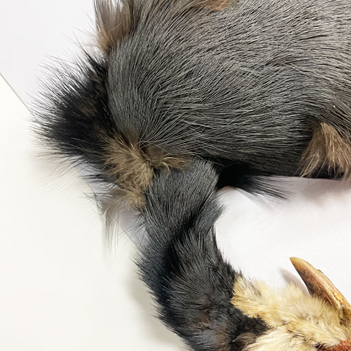 ����ʥ�ҡ��֥롼���䡼�ե�����ȥ���ץ꡼�ȥ�����