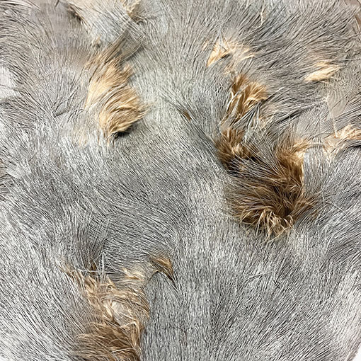 ����ʥ�ҡ��֥롼���䡼�ե�����ȥ���ץ꡼�ȥ�����