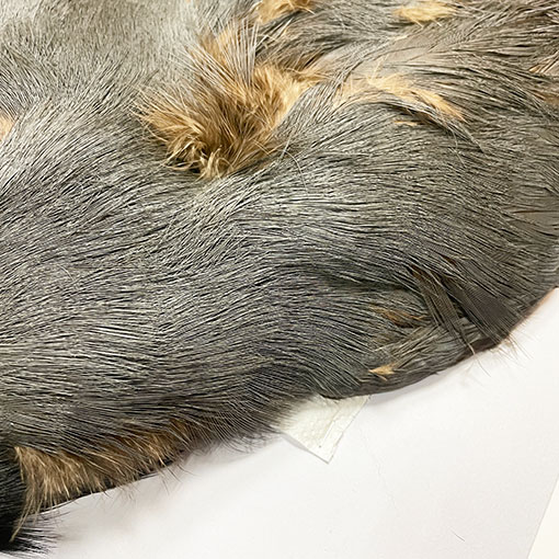 ����ʥ�ҡ��֥롼���䡼�ե�����ȥ���ץ꡼�ȥ�����