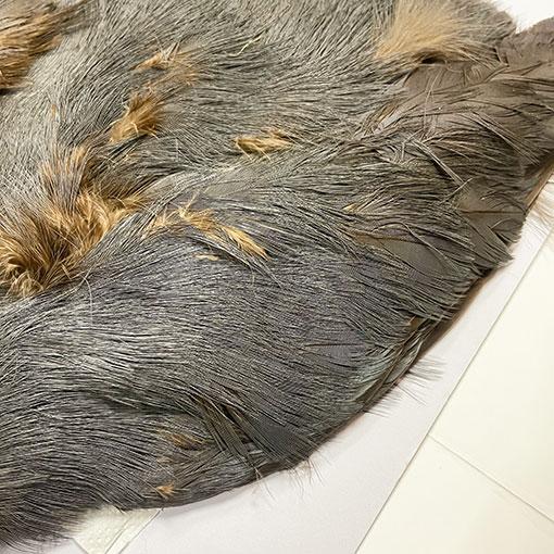 ����ʥ�ҡ��֥롼���䡼�ե�����ȥ���ץ꡼�ȥ�����