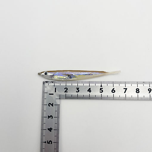 杉坂ファミリー公認！ 大物釣り師の作るフローティングワカサギ 【KJ】