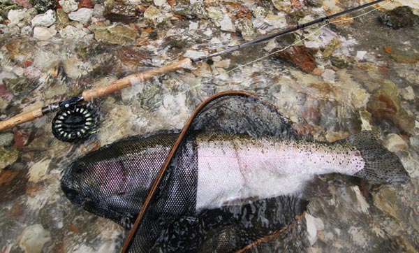 ����ե��ߥ꡼��ǧ������ʪ���դκ��ե����ƥ��󥰥參���� ��KJ��