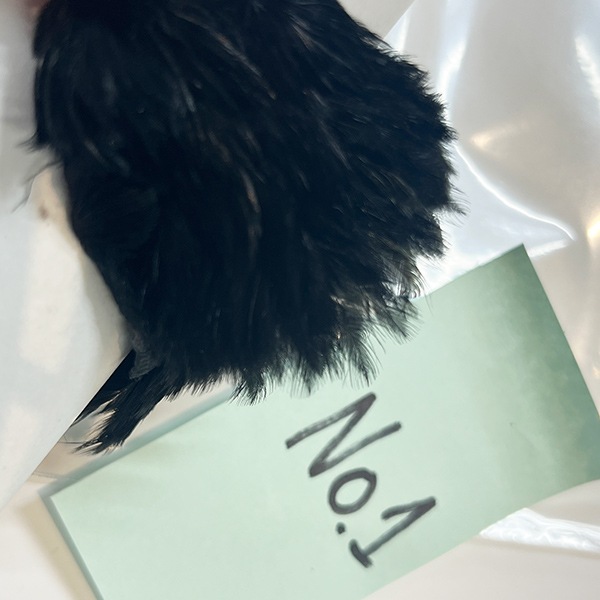 CANAL�ҡ��إ󡡥��ԥʡ������󥰡��֥�å���