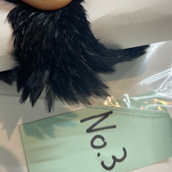 CANAL�ҡ��إ󡡥��ԥʡ������󥰡��֥�å���