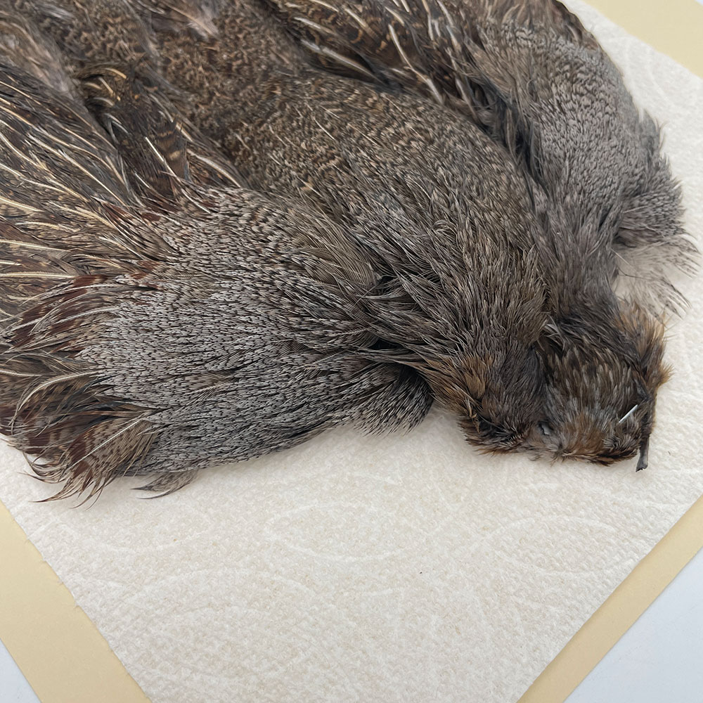 ϥ󥬥ꥢѡȥåץ꡼ȥ SAɥ NO.2