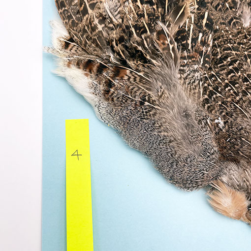 ϥ󥬥ꥢѡȥåץ꡼ȥ NO.4