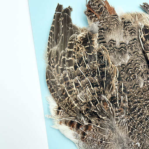 ϥ󥬥ꥢѡȥåץ꡼ȥ NO.4