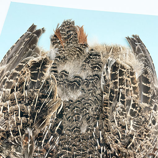 ϥ󥬥ꥢѡȥåץ꡼ȥ NO.4