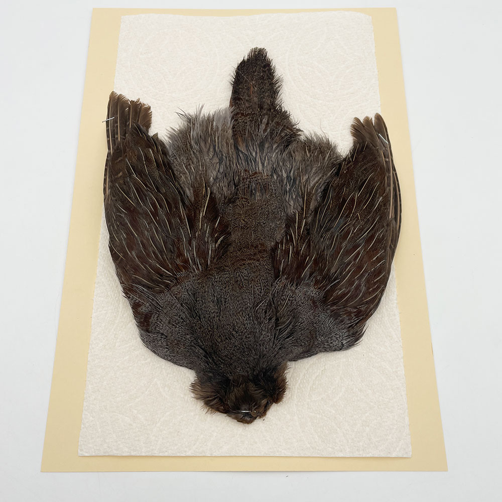 ϥ󥬥ꥢѡȥåץ꡼ȥ SAɥ NO.3