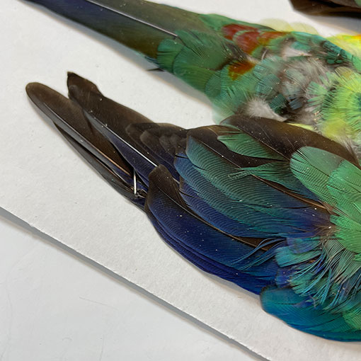 CANAL マルガパラキート コンプリートスキン